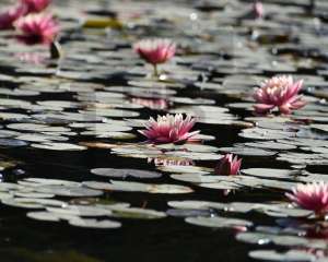 flower-3223658_1920-masolata-masolata