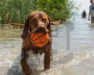 hund_strand