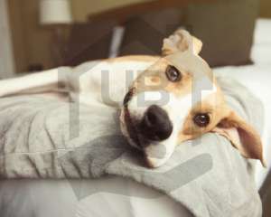 urlaub_mit_hund2
